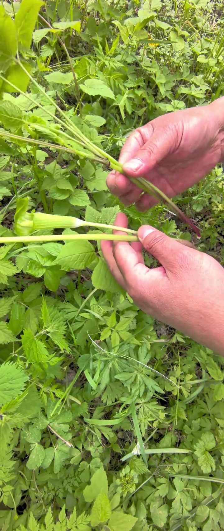 长白山野菜——天南星对比大叶芹