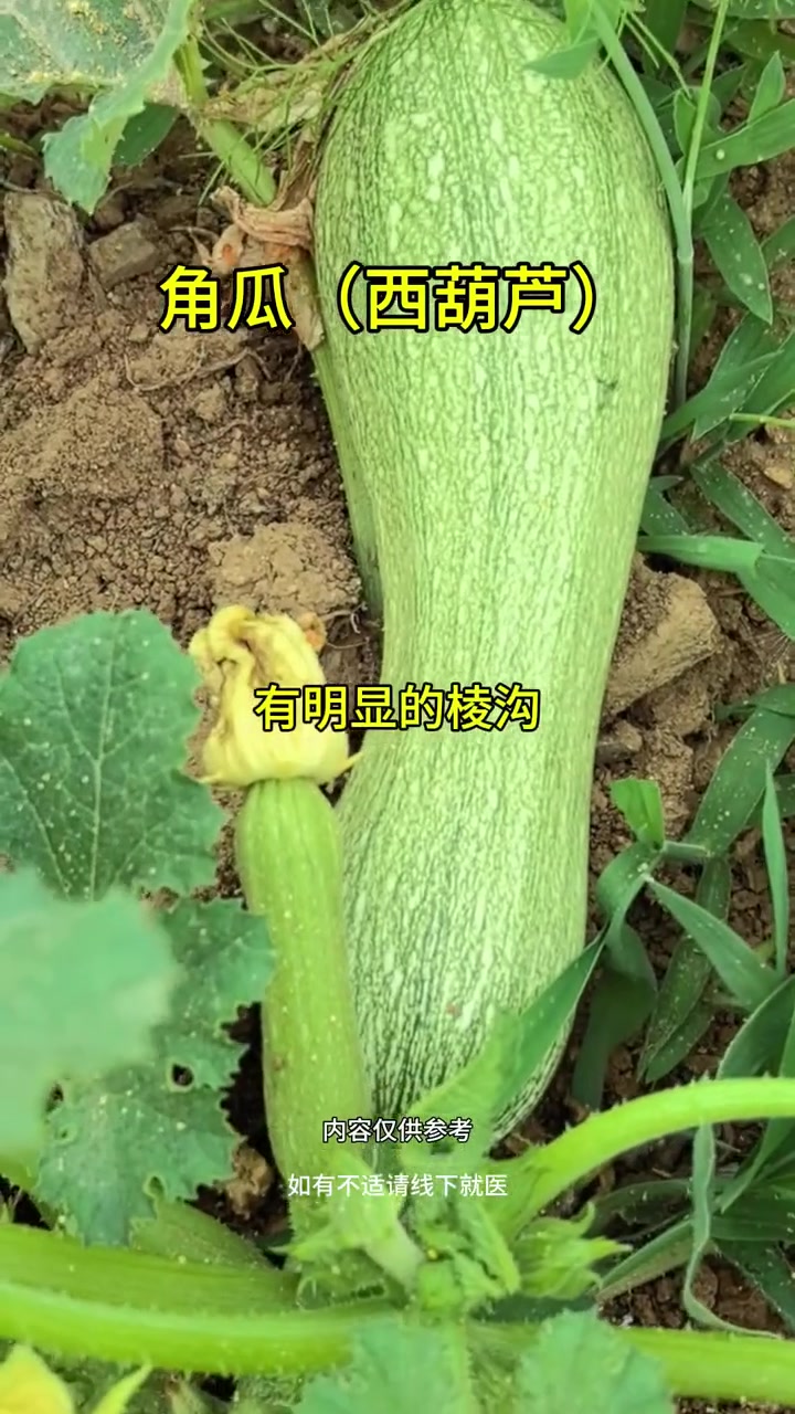 认识角瓜!它既是蔬菜又是有价值的中药,吃法超多!