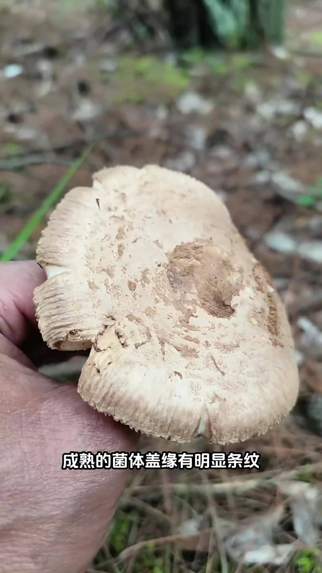 夏秋季，变红褐鹅膏菌生长于以松林为主的针阔混交林地