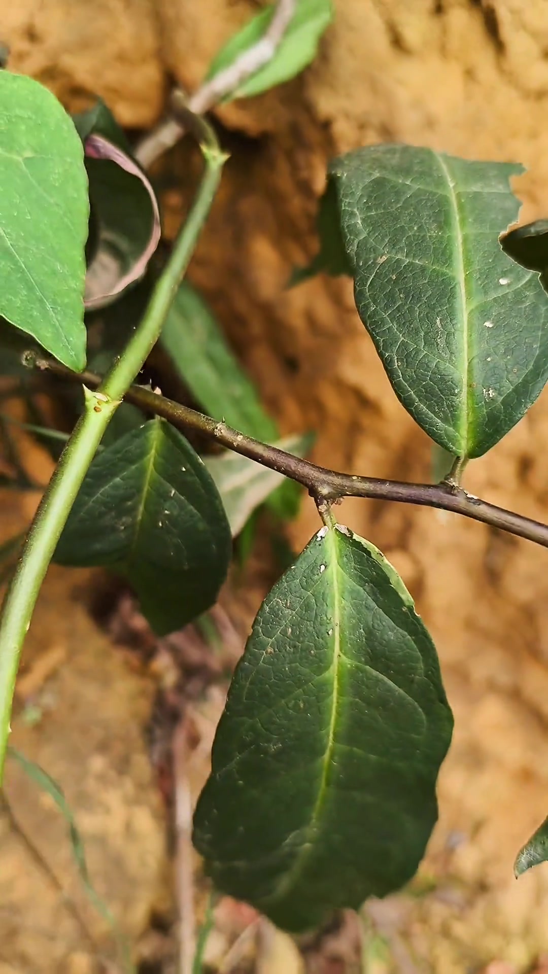 独行千里,别名落杆薯,勒儿根,落地金鸡