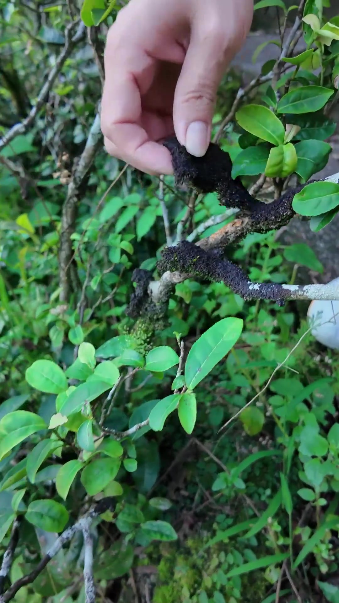 揭开客家炒绿“灵魂产地”秘密,客家茶走向全国要多久?