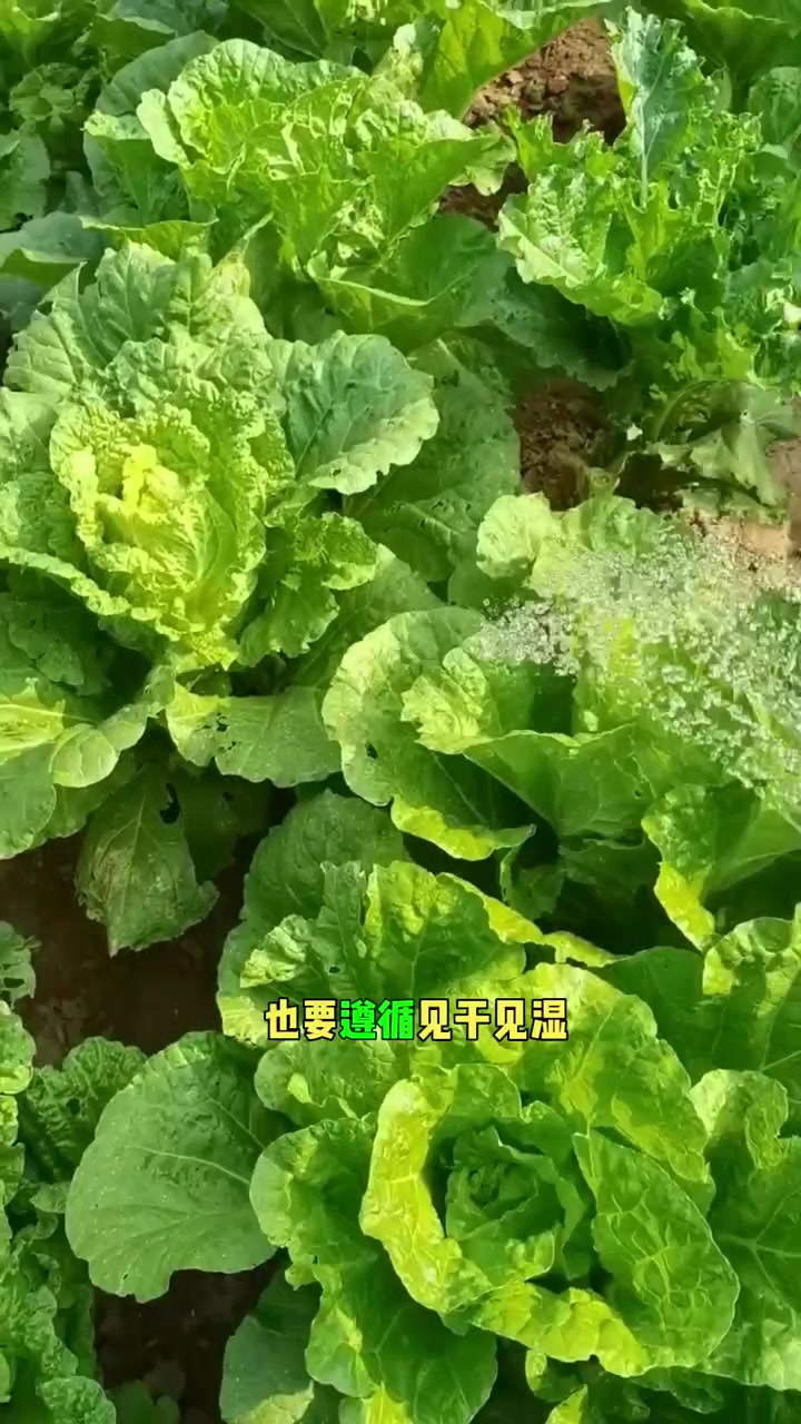 秋分过后蔬菜什么时间浇水好呢