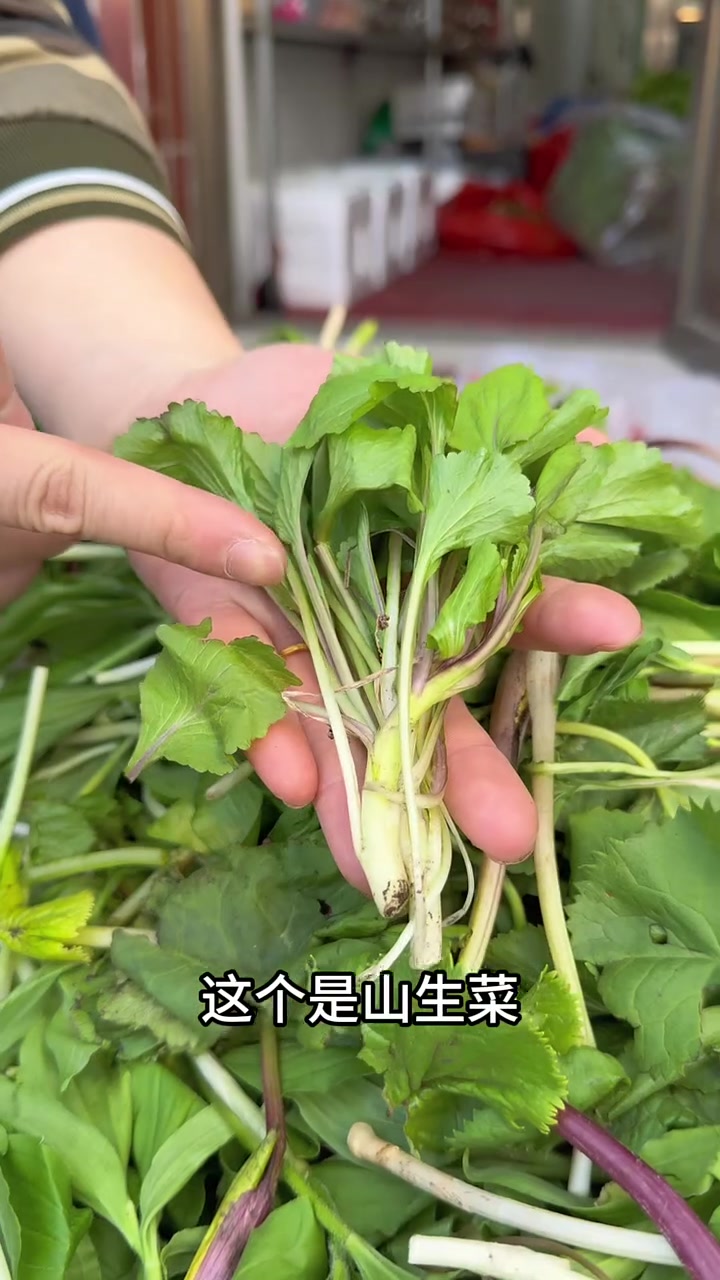 这些山野菜你都认识不