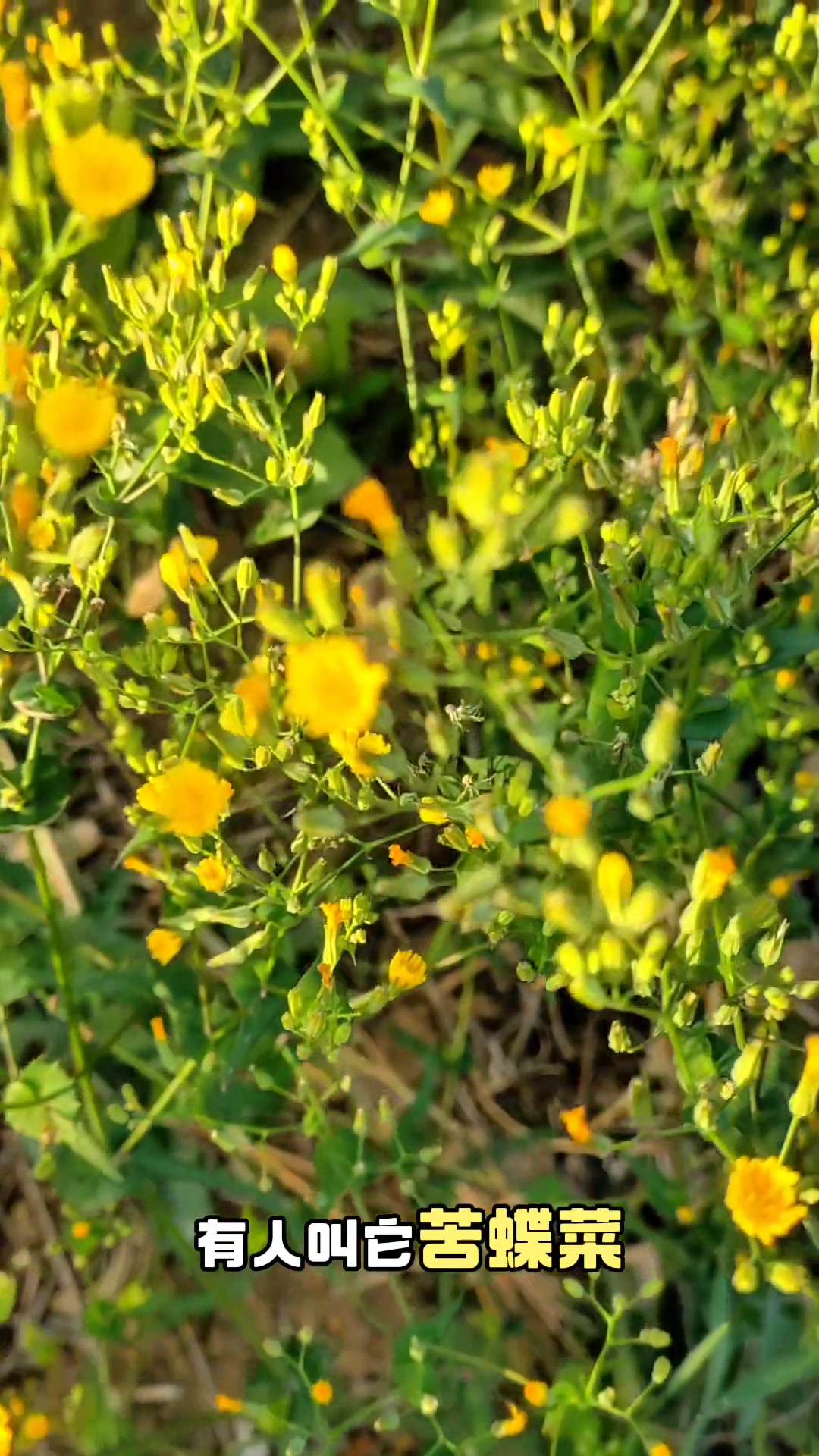 很好吃的野菜他的名字非常霸气叫尖裂假还阳参。很多地方都叫它苦碟子,叶叶苗,在春季采挖它与莆