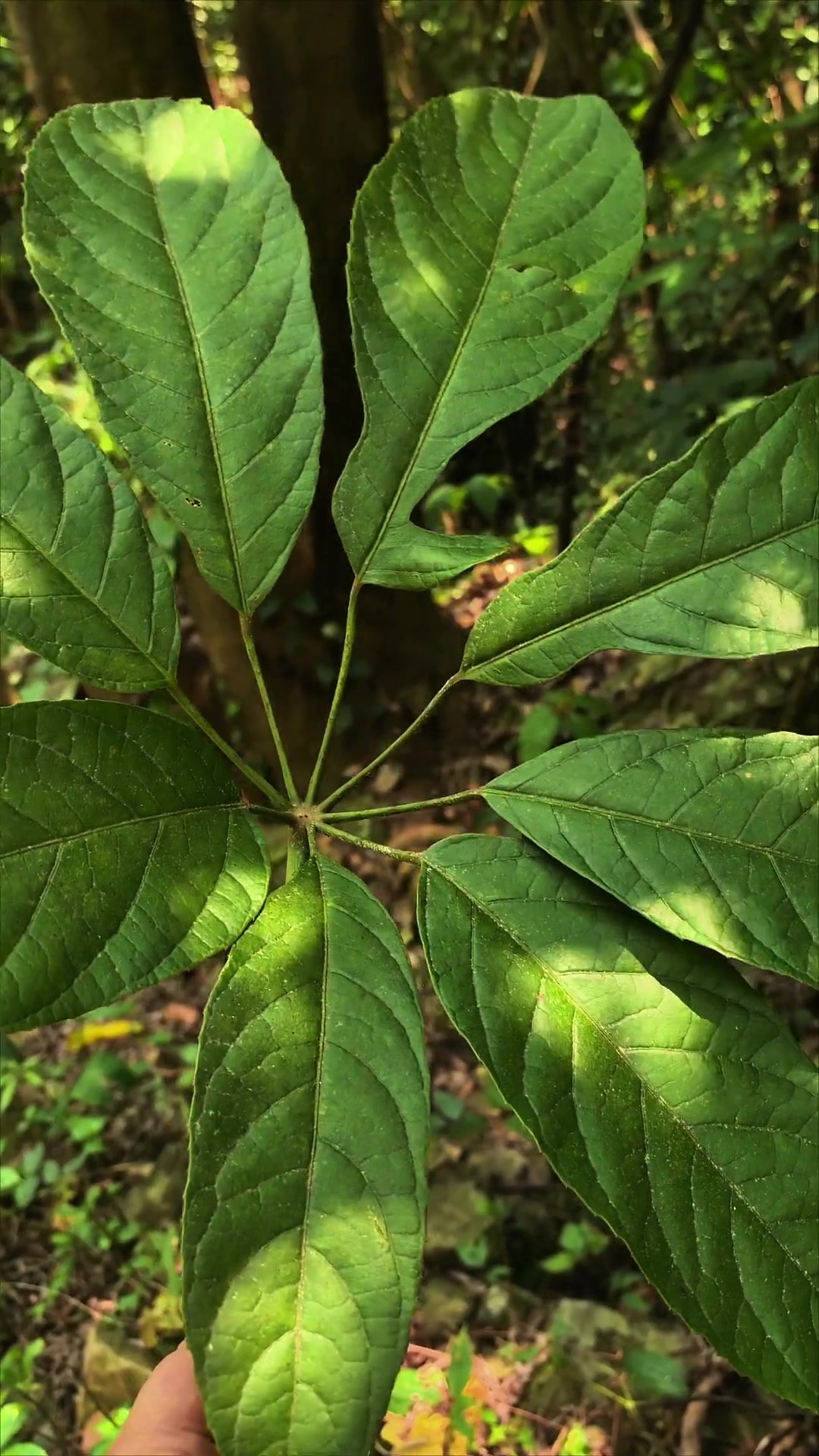 有簕的植物有勒鸭脚木也叫刺鸭脚木、掌叶木、七加皮、鸭脚罗伞、空壳洞等,和常见的鸭脚木长的相