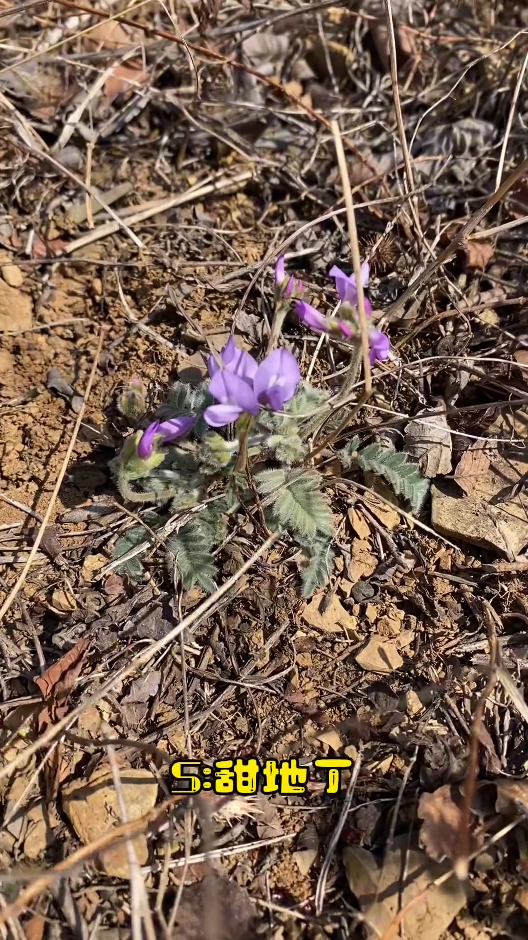 又到了每年春天满足自己味蕾的季节了,小时候吃过的野菜你还能认识多少?