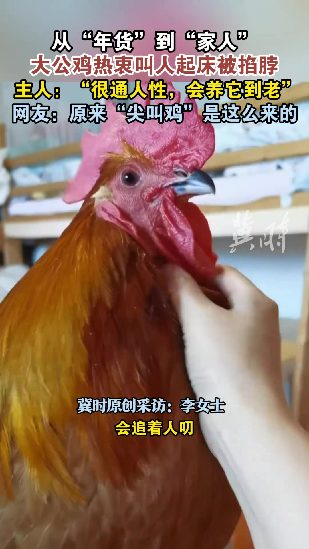从“年货”到“家人”,大公鸡热衷叫人起床被掐脖,主人:“很通人性,会养它到老”,网友:原来