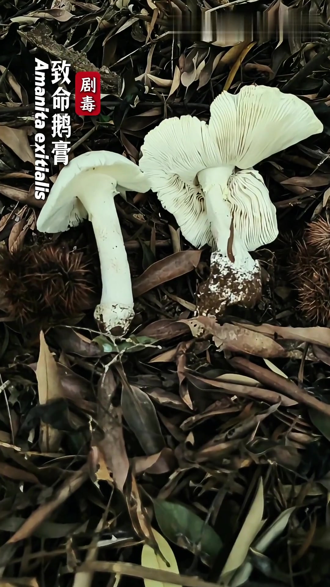 广东多地开始发现致命鹅膏,且已经有中毒事件发生