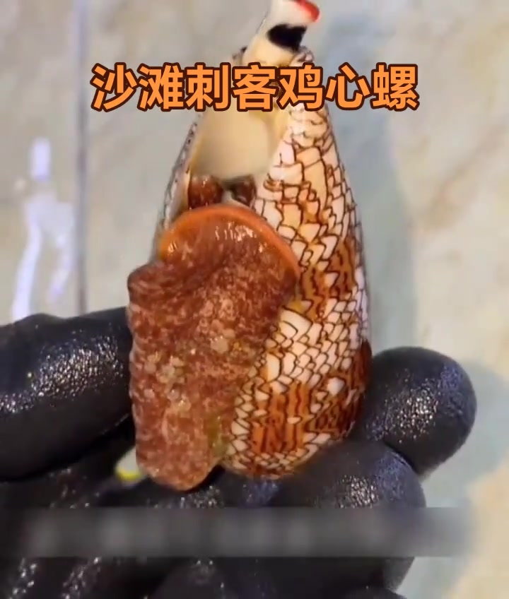 海边遇这海螺千万别捡!美丽外表下藏剧毒