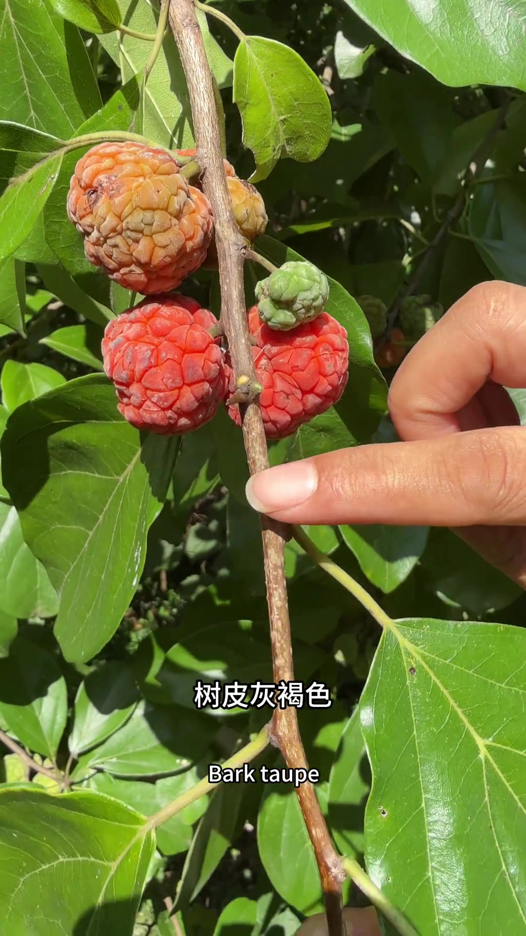 在古代只有皇宫才能使用的木材,它就是柘树,它的野果比荔枝还好吃,又叫山荔枝