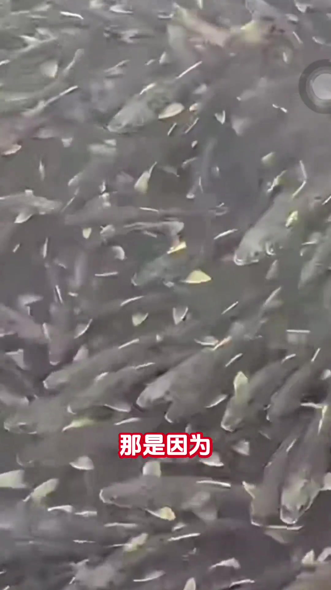 青海湖鱼为啥不能吃？竟是二级保护动物！