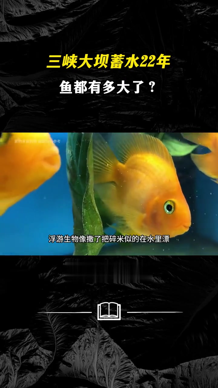 175米深三峡库,最大鱼25公斤!竟不是中华鲟?