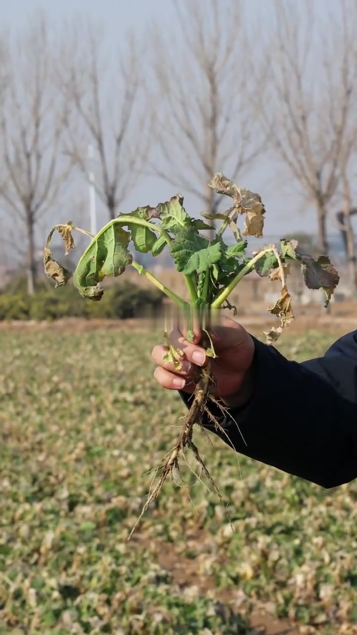 冬管正当时丨油菜壮苗与旺长苗