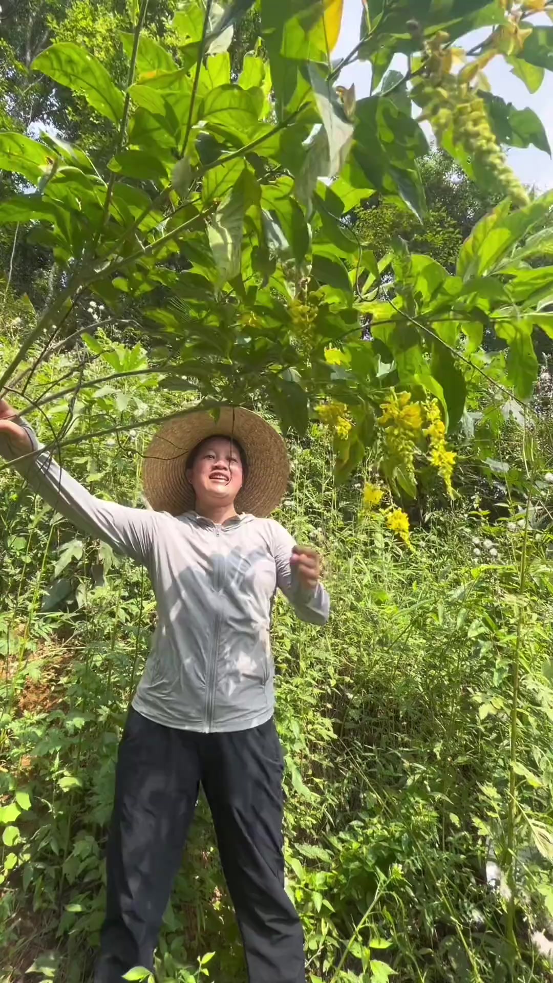 黄花倒水莲也叫黄花参、倒吊黄、观音串,叶子和花可以做茶,根可以和老母鸡炖汤,你知道黄花倒水