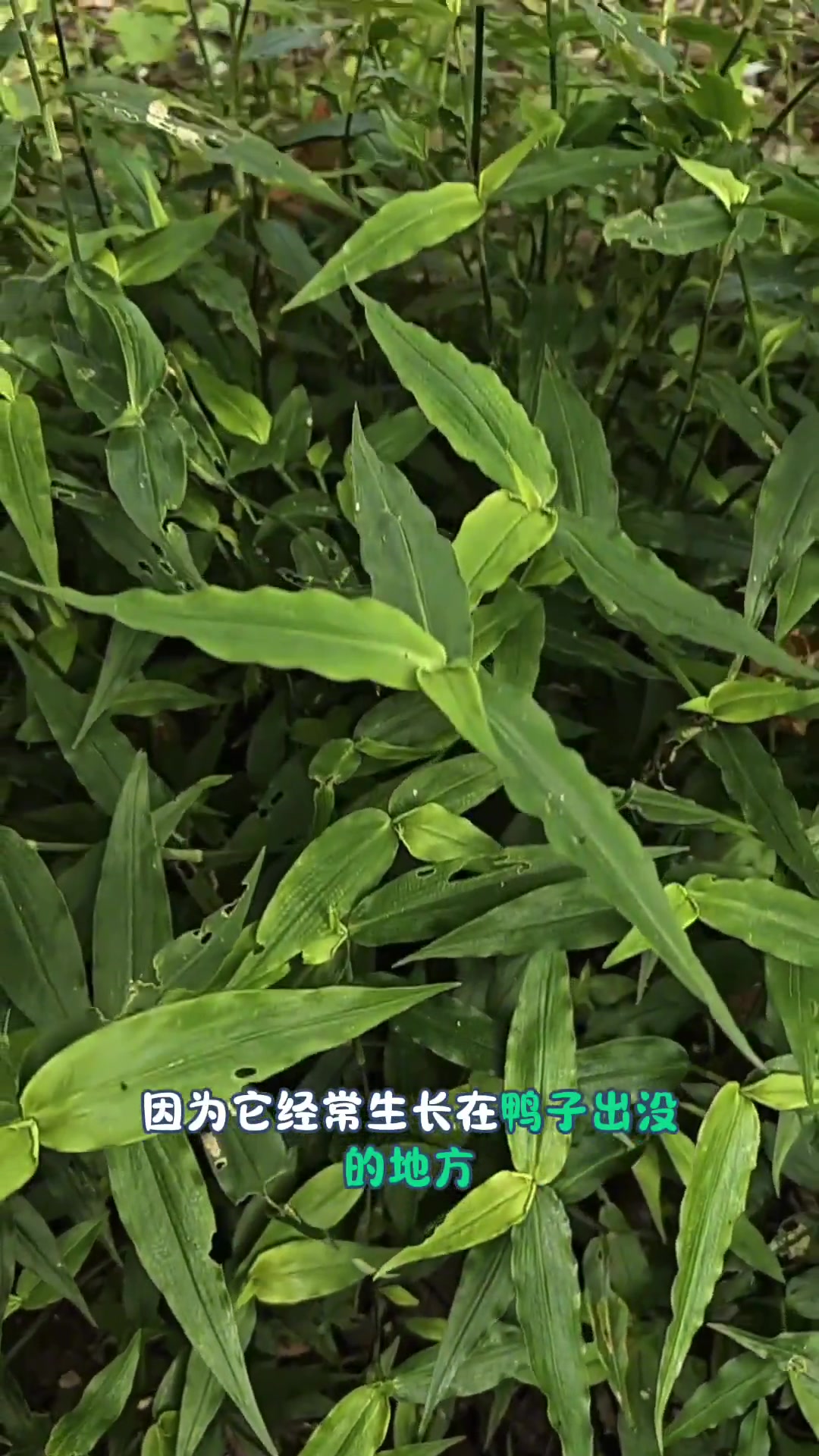 鸭跖草鸭跖草科鸭跖草属的一年生草本植物