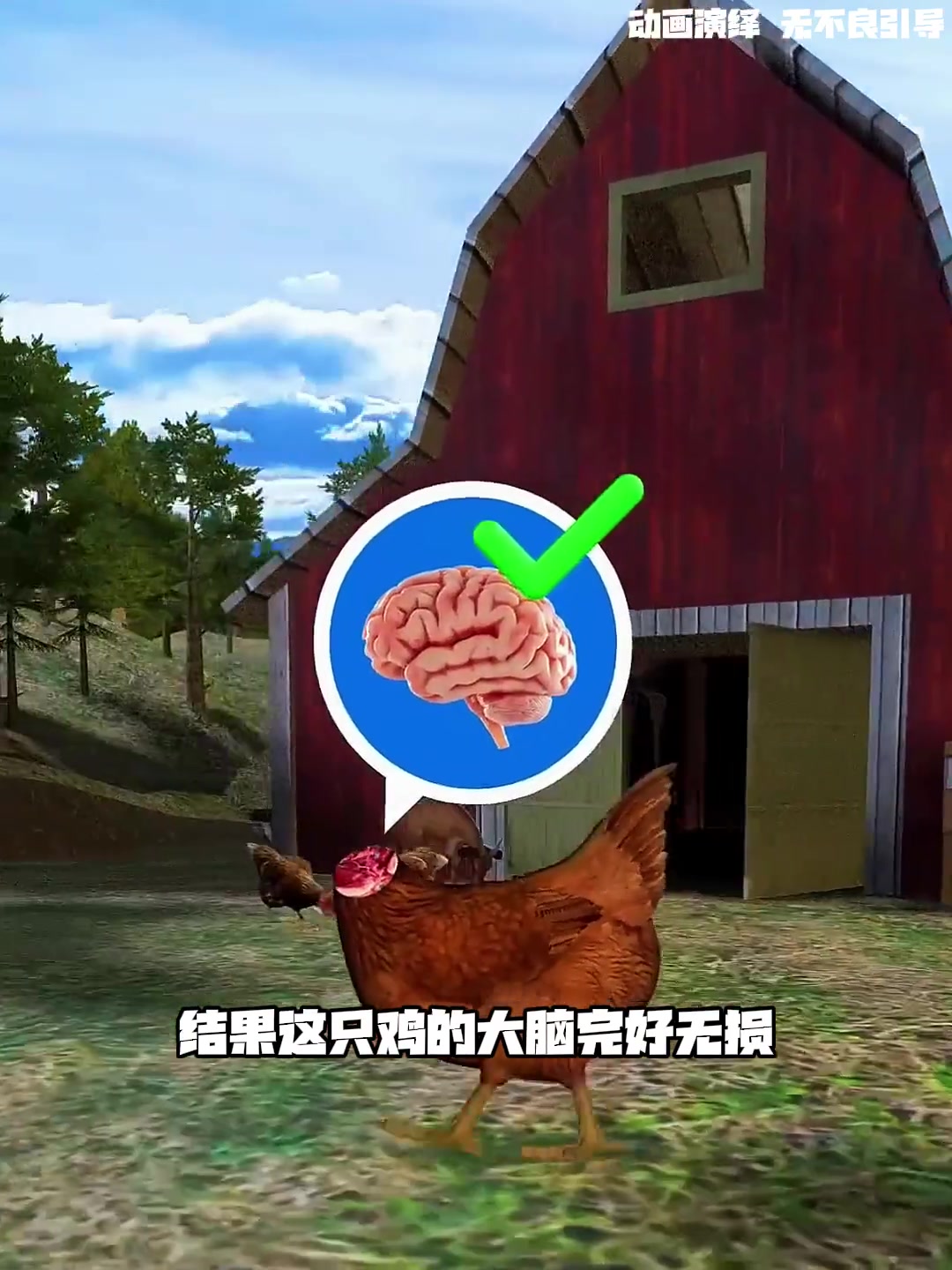 无头鸡麦克存活一年半,最终却因窒息死亡!