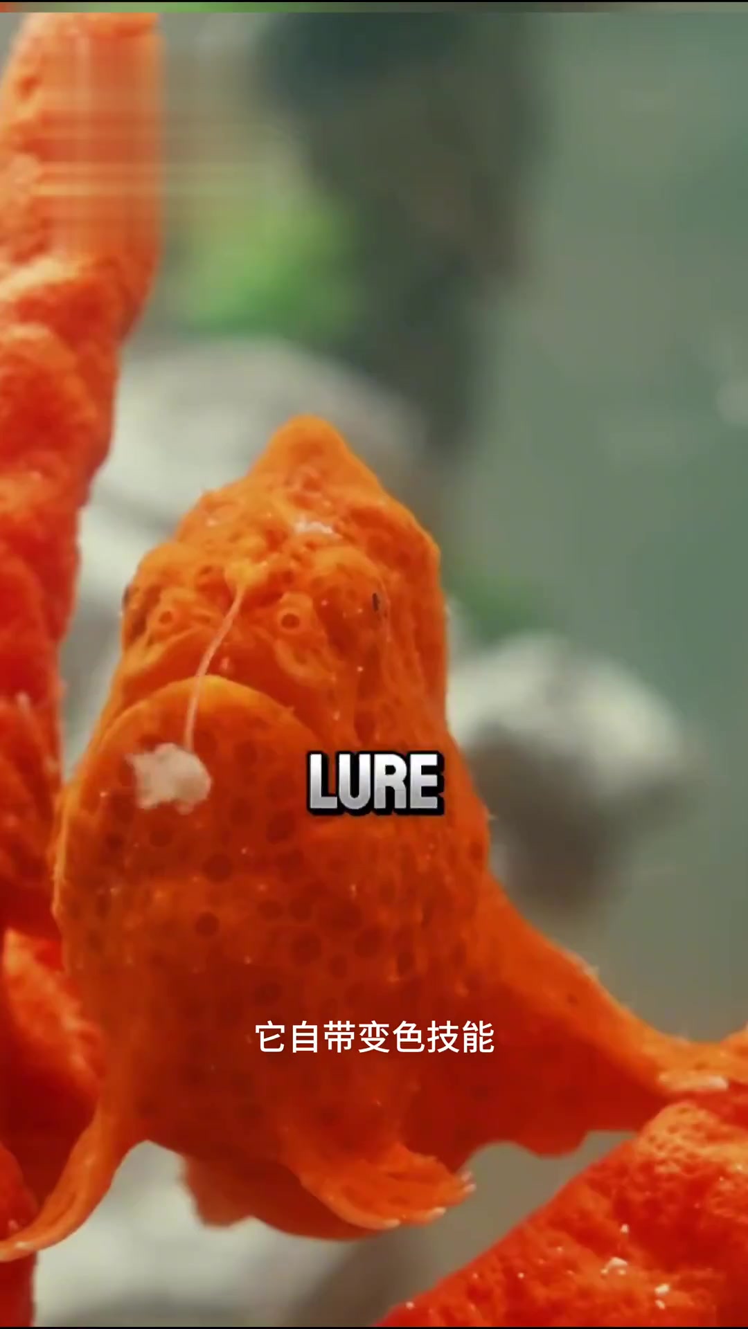 会走路还会钓鱼的变色鮟鱇鱼鮟鱇鱼不仅外形奇特,还会用“脚”走路,更是海里的路亚高手,用背鳍