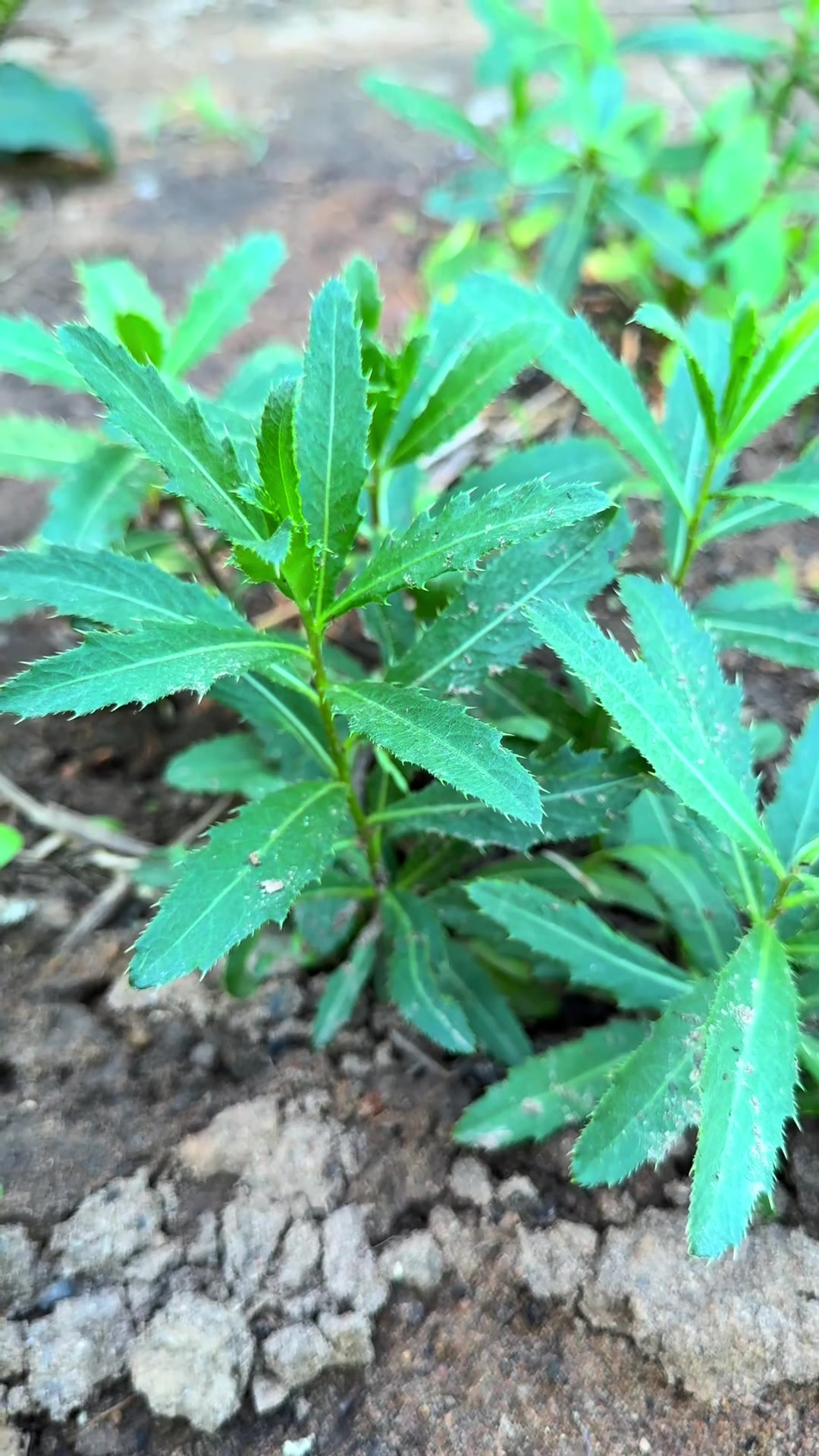 刺儿菜刺儿菜学名为小蓟,又名青青菜、刺角菜、七七芽,你叫它什么名字呢?