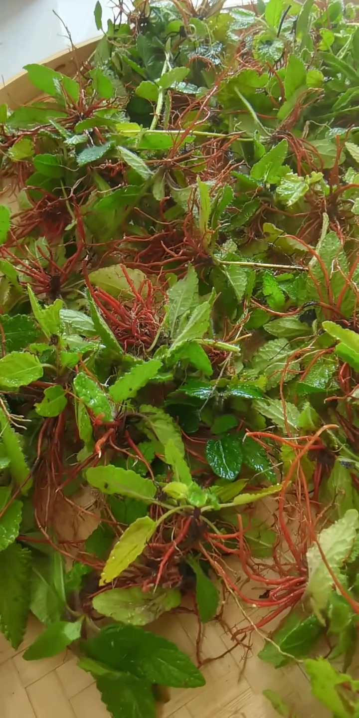 雪见草,别名关公须、红根草,唇形科鼠尾草属,一年或二年生常绿草本植物,花期4~6月,全草可