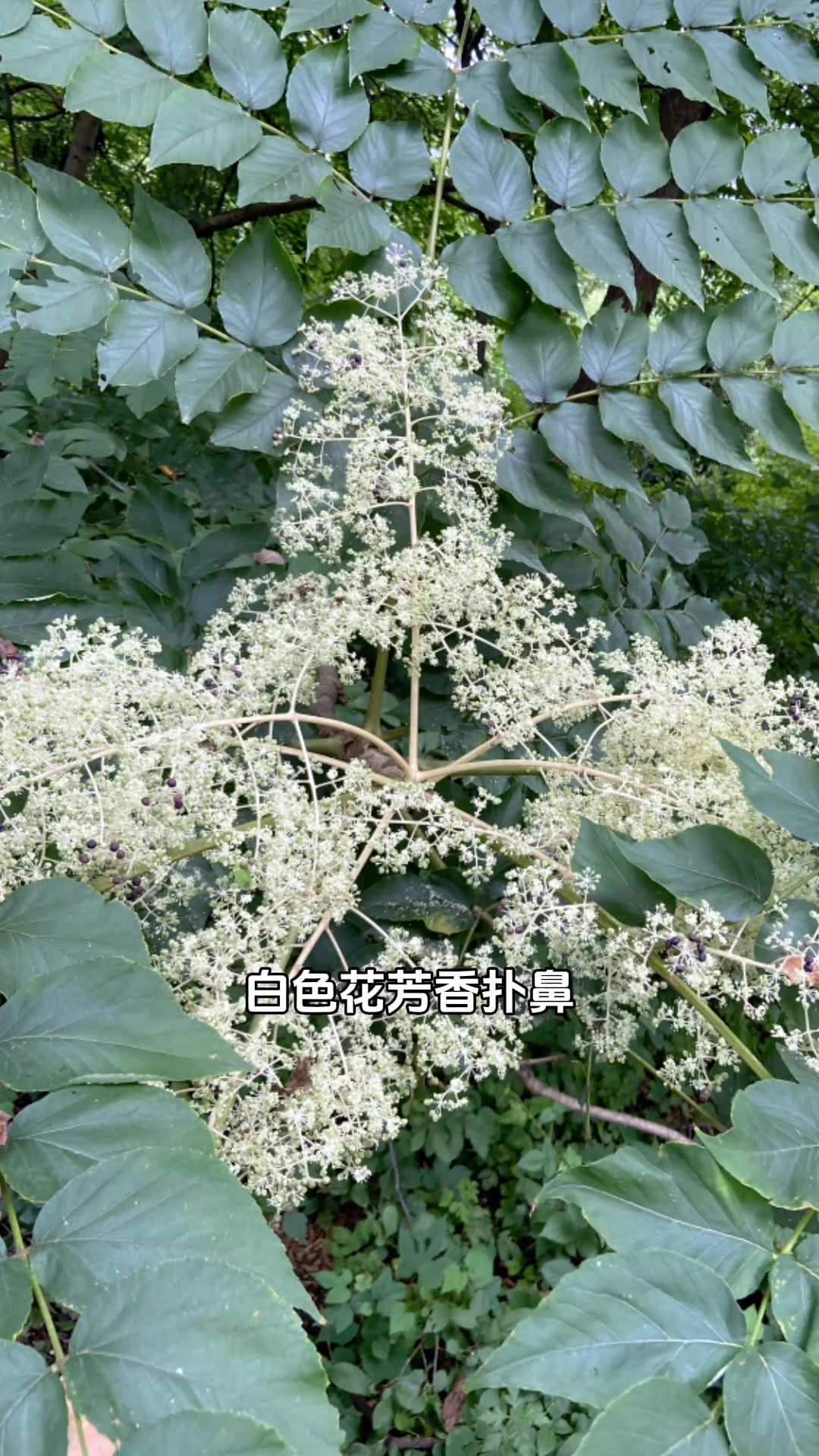 全身是刺的檧木被称“山野菜之王”,你们叫啥?