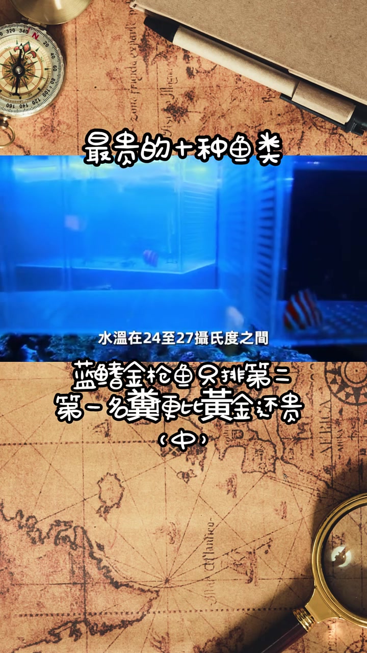 第650集|价格最贵的鱼意想不到的价格。喜爱度激励计划 快成长计划 老铁知识百科