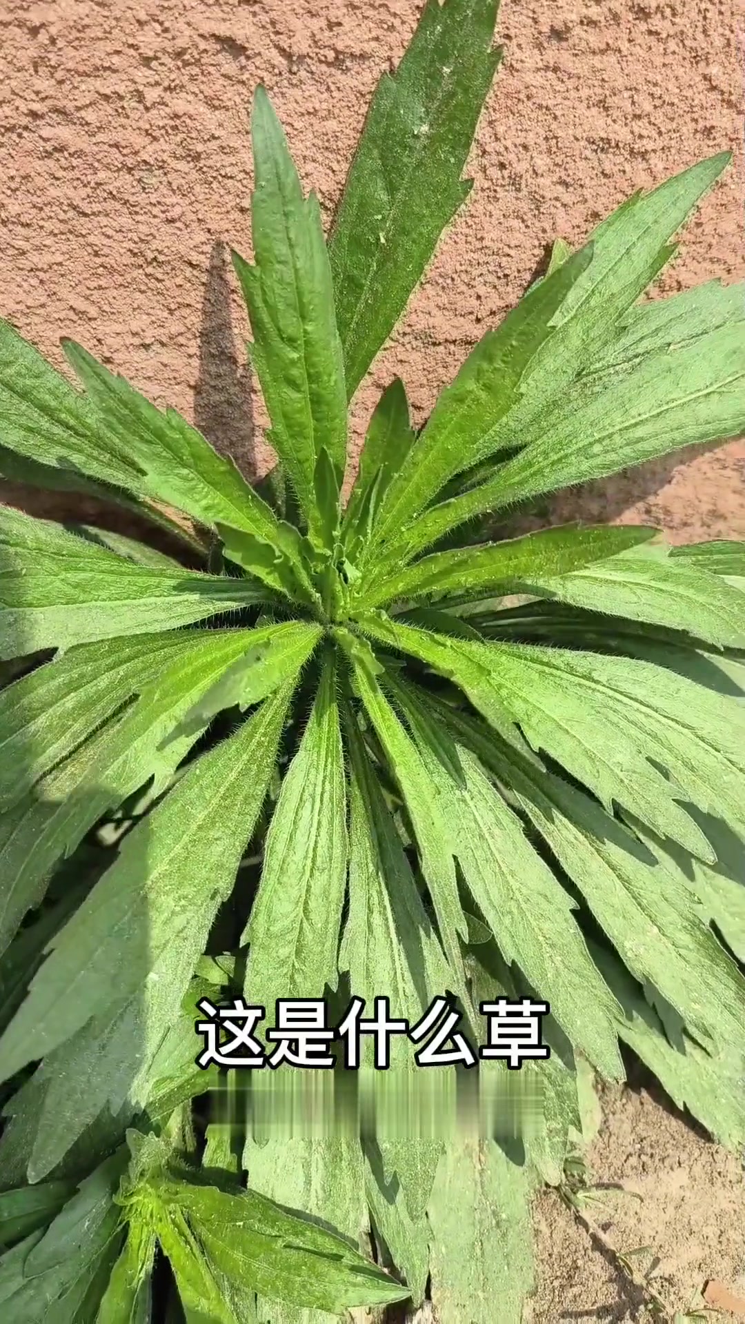 这都是啥草?鸡屎藤、玉竹、野薄荷等大揭秘!