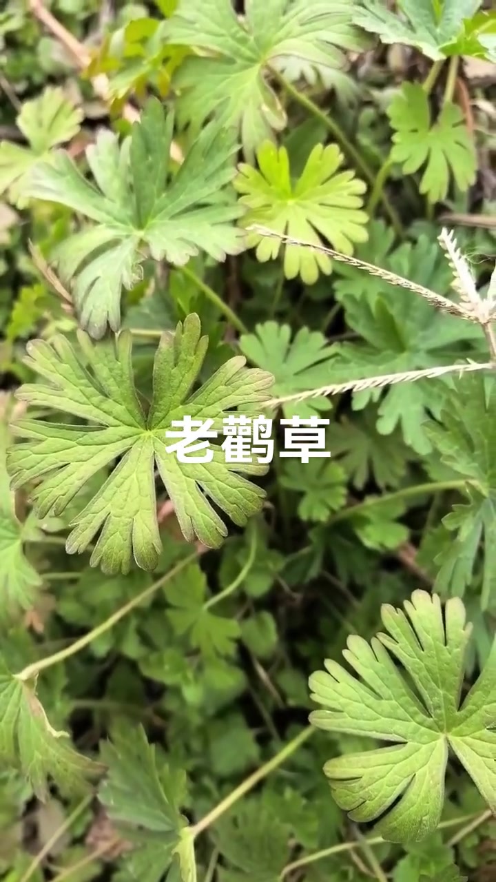 老鹳草,别名老鸦嘴,它是牻牛儿苗科植物,在农村田间地头比较常见,大家知道它的有什么作用么