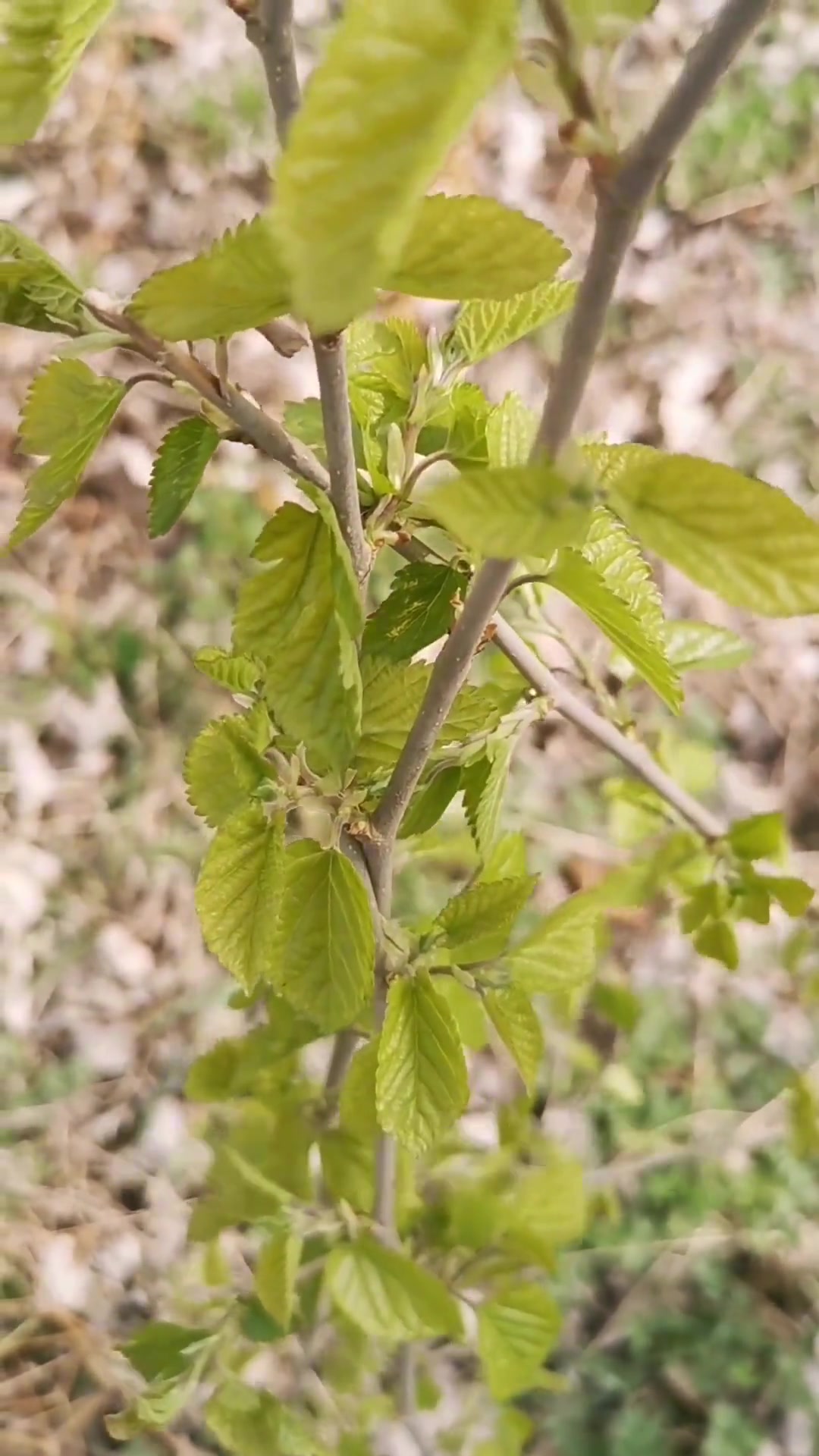 春天里的野菜有哪些?你吃过的有几种?