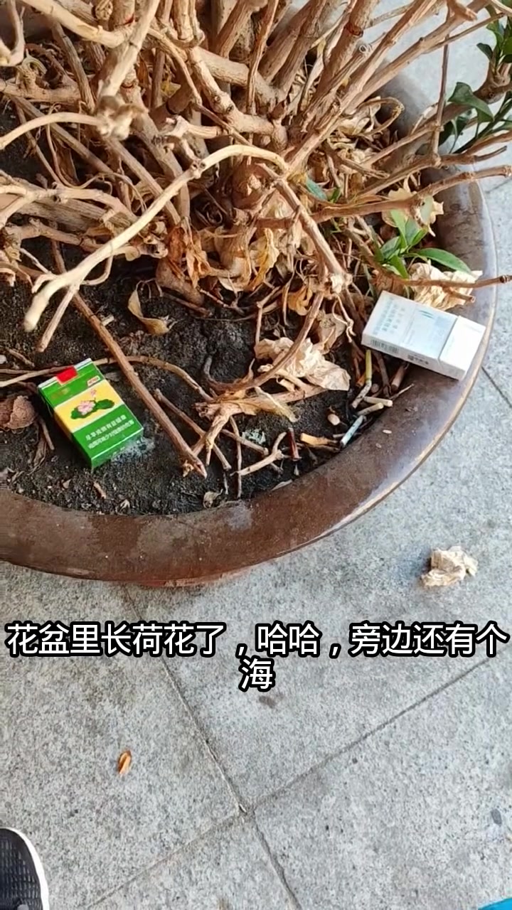 红葡萄酒味?