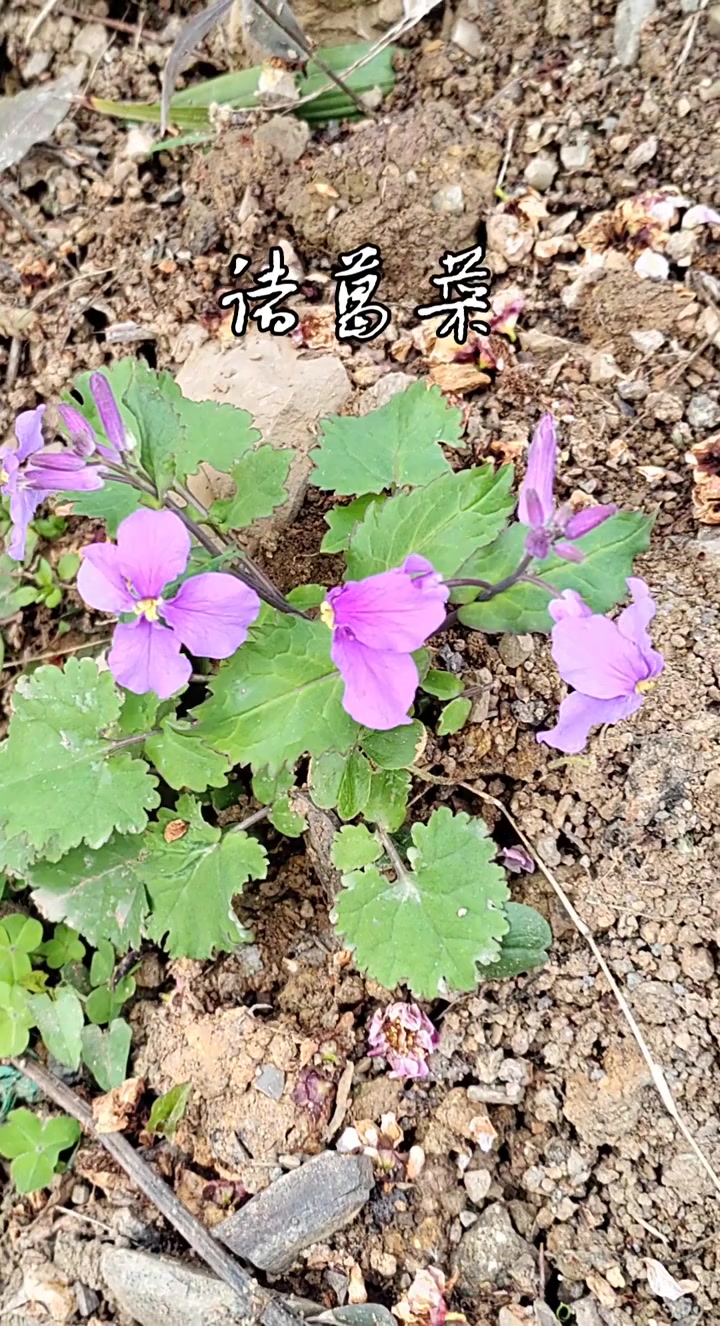 诸葛菜属十字花科草本,叶裂花紫嫩茎叶可食