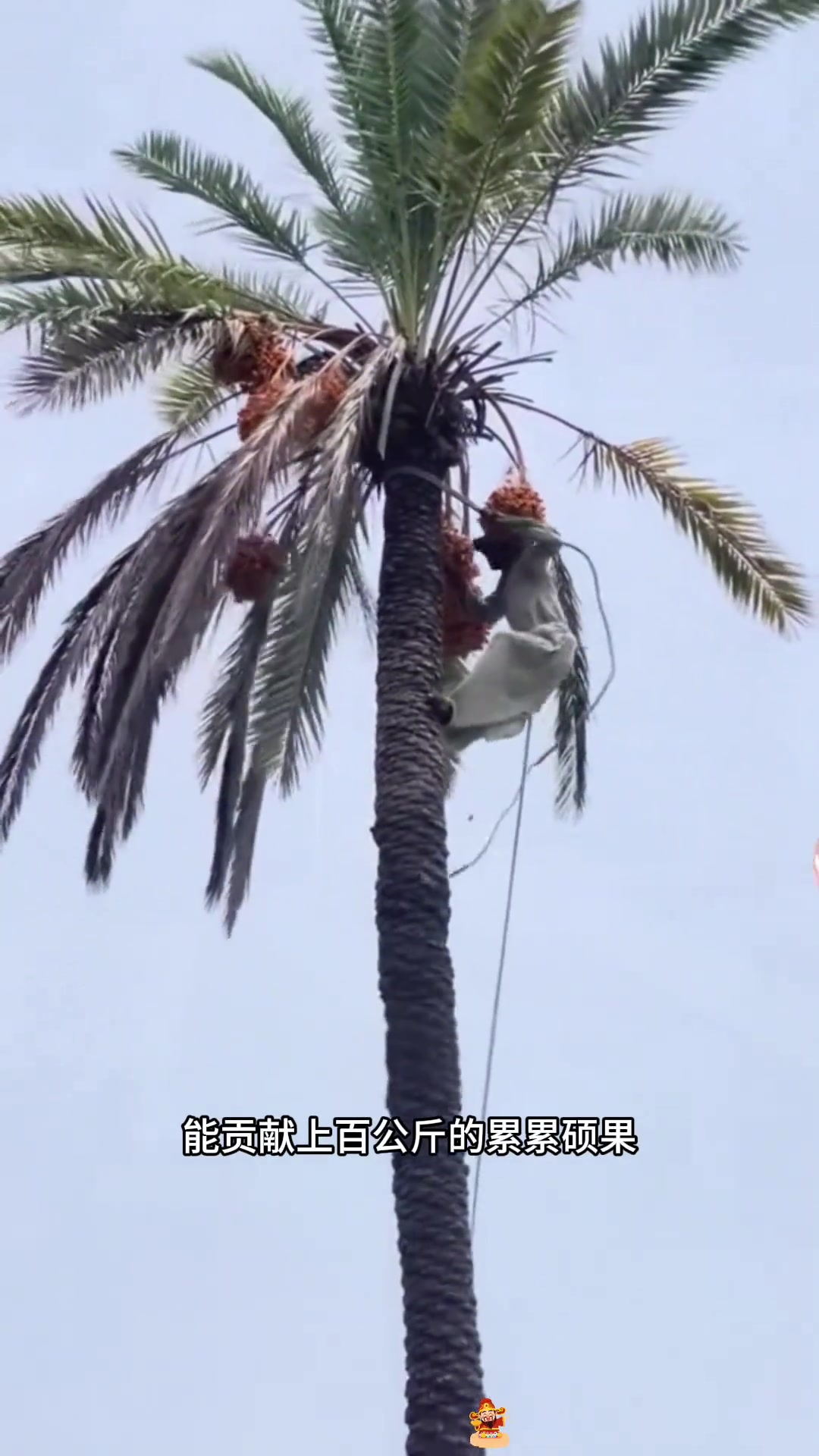 在沙漠生长的独特果实