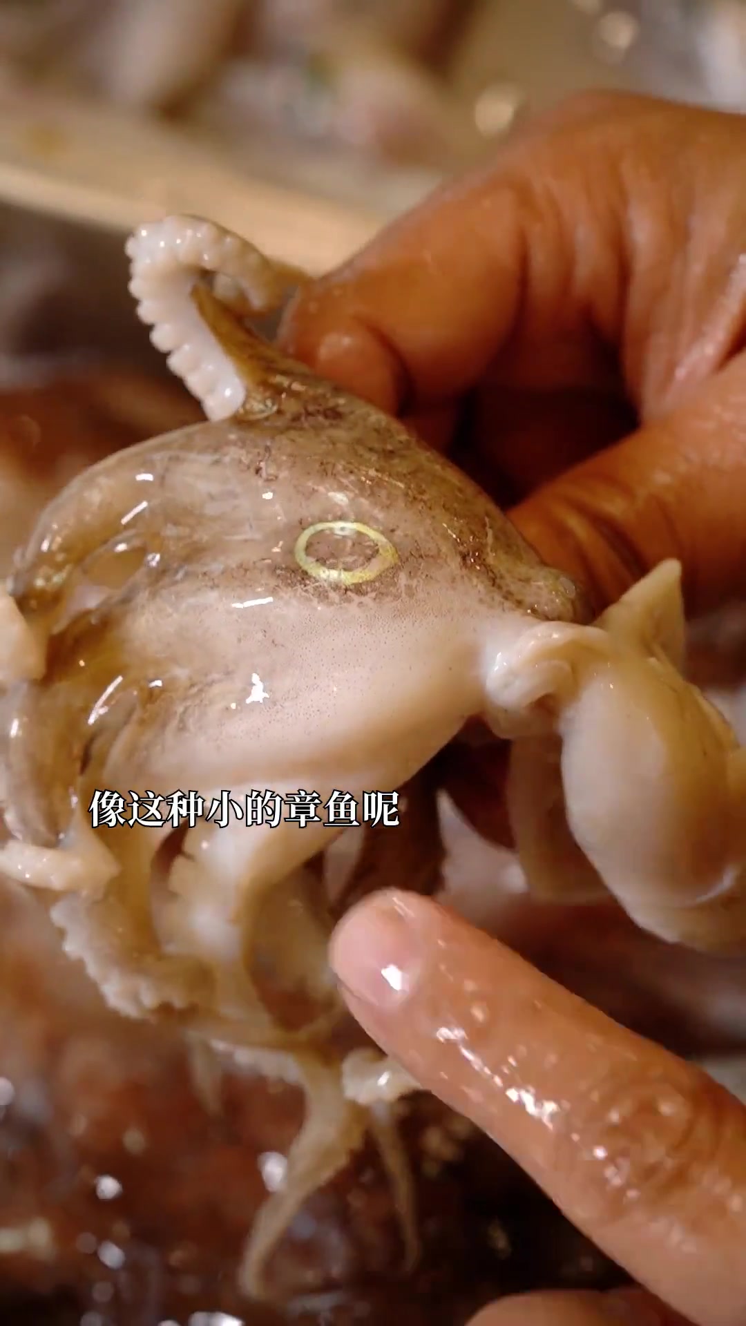 教你区分墨鱼、鱿鱼、章鱼,顺便做丸子当年货