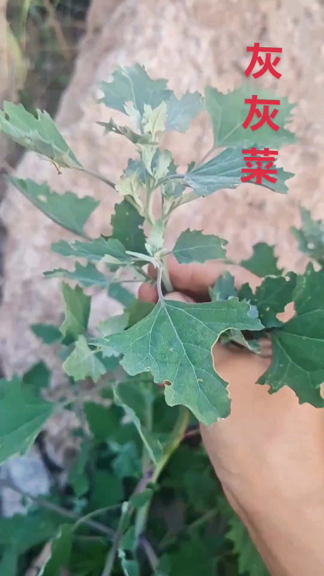 灰灰菜晚上能吃白天吃易过敏?快来看咋回事!