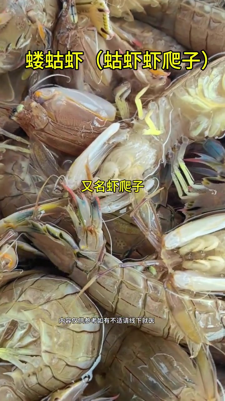 认识海洋小动物楼库虾,黄海大连等地常见!