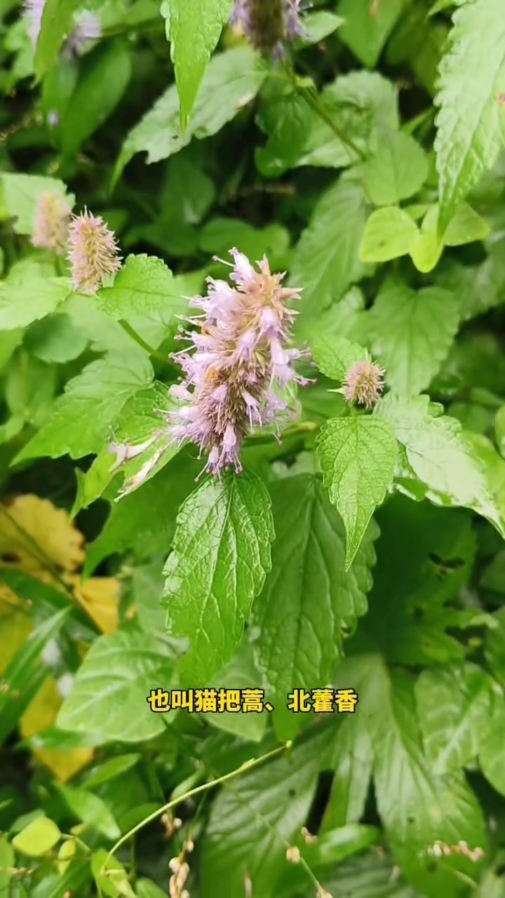 把蒿是东北铁锅炖鱼的灵魂调料,除了炖鱼,还可以炖牛肉,羊肉,猪肉,鸡肉,土豆,豆角,茄子,