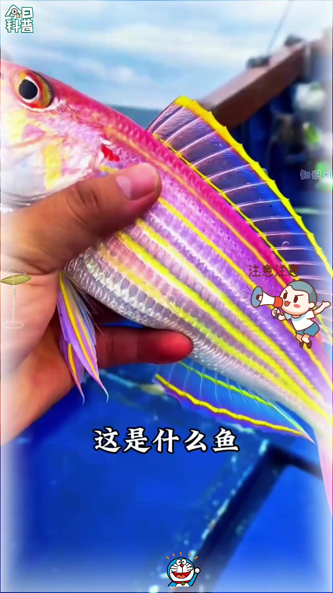 分享特别漂亮的15种海鱼，你最喜欢哪一种？
