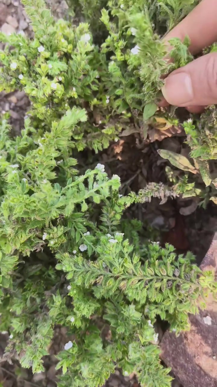 认识白种草!小百花里的神奇植物,根细颜色洋菜