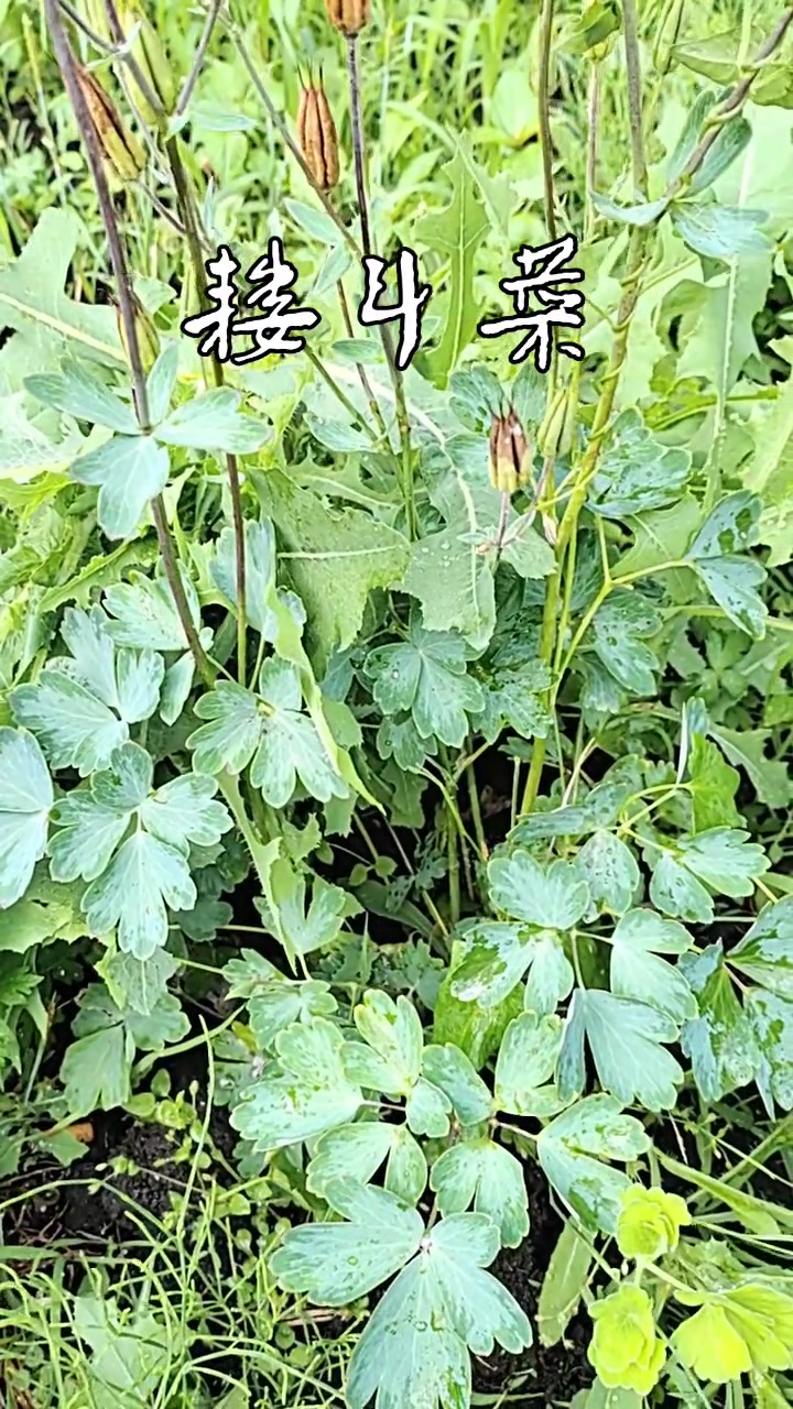 毛莨科:耧斗菜属多年生草本植物。耧斗菜。根肥大,圆柱形。二回三出复叶,叶片楔状倒卵形。蓇葖