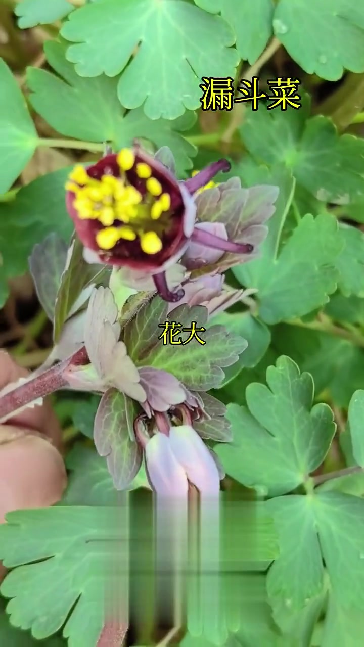 认识有价值的中药漏斗菜,你见过吗?