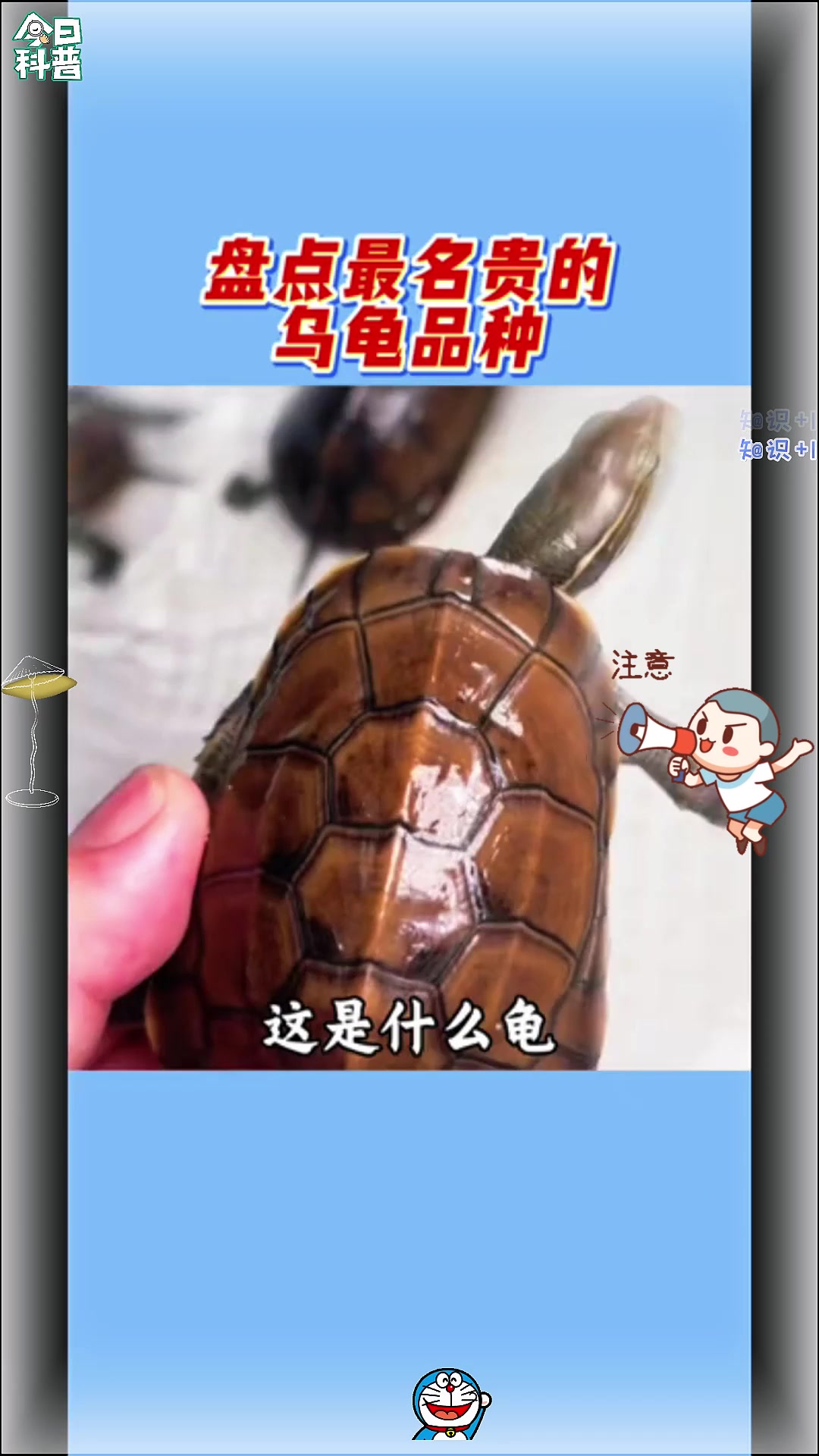 盘点最名贵的乌龟品种,你最喜欢哪一个?