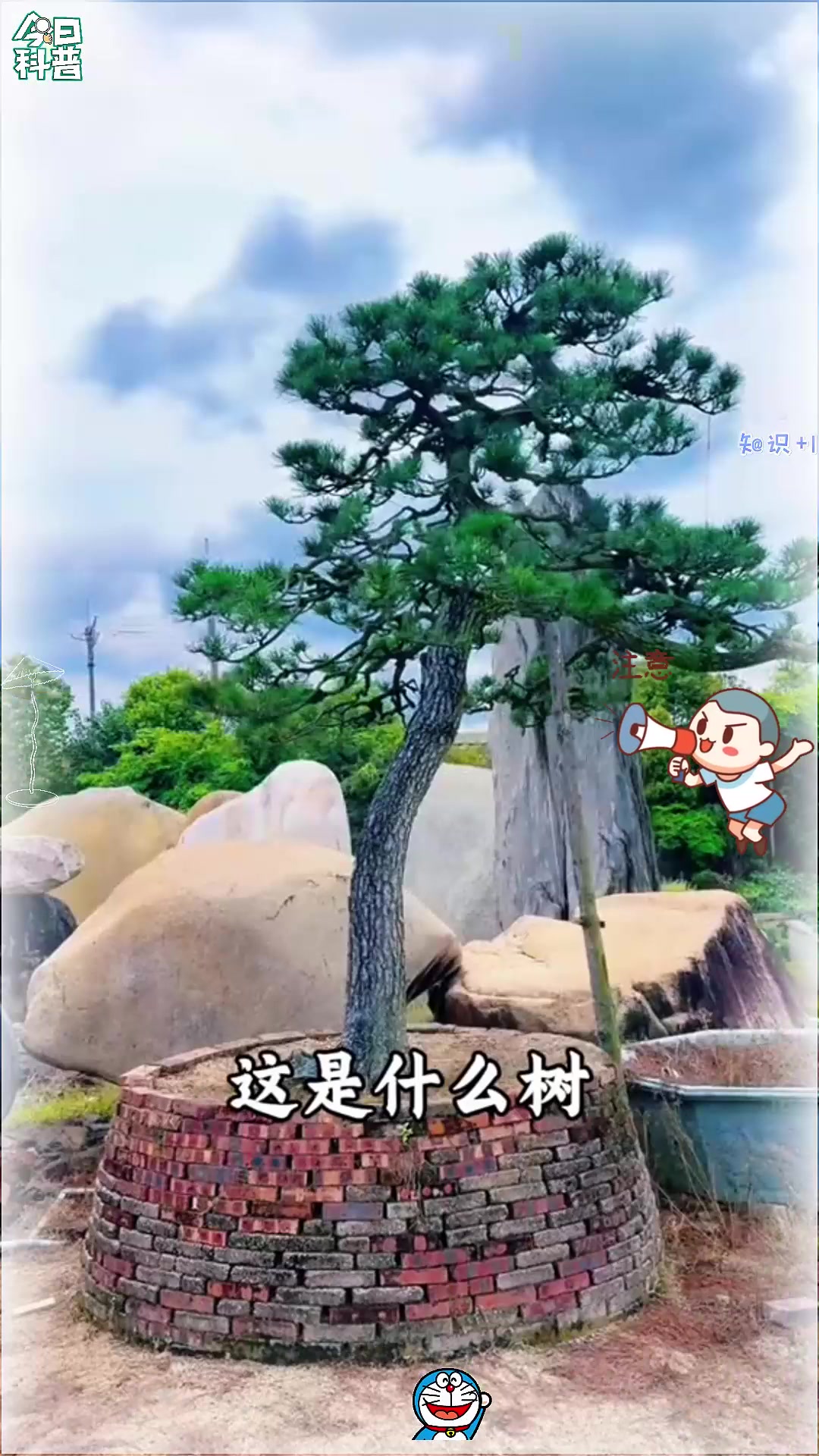 带你一口气认识18种盆栽植物!