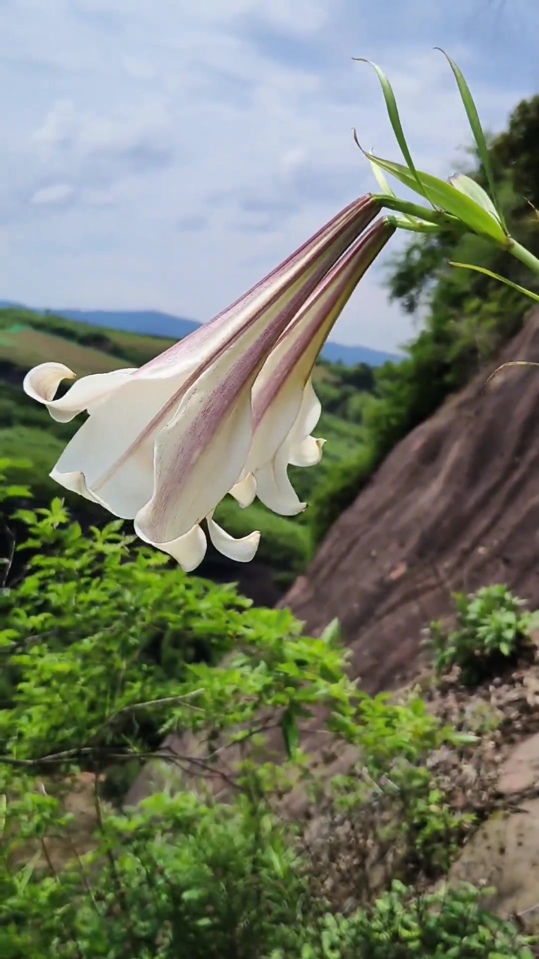 野百合的秘密!能炖鸡还长在陡坡石壁上