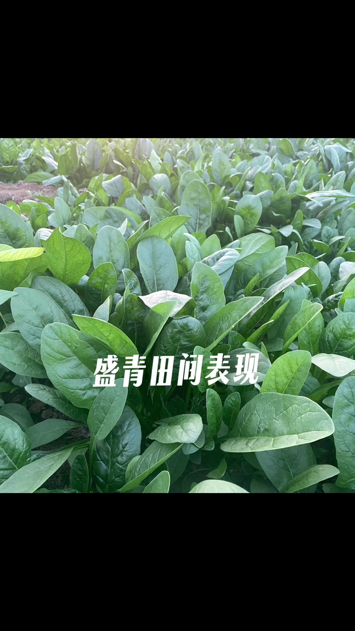趴地菠菜种子,秋冬季越冬大叶菠菜小叶菠菜