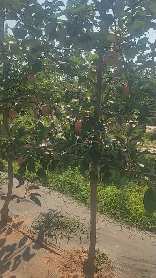 大卫嘎啦苹果苗 矮化自根砧苹果树