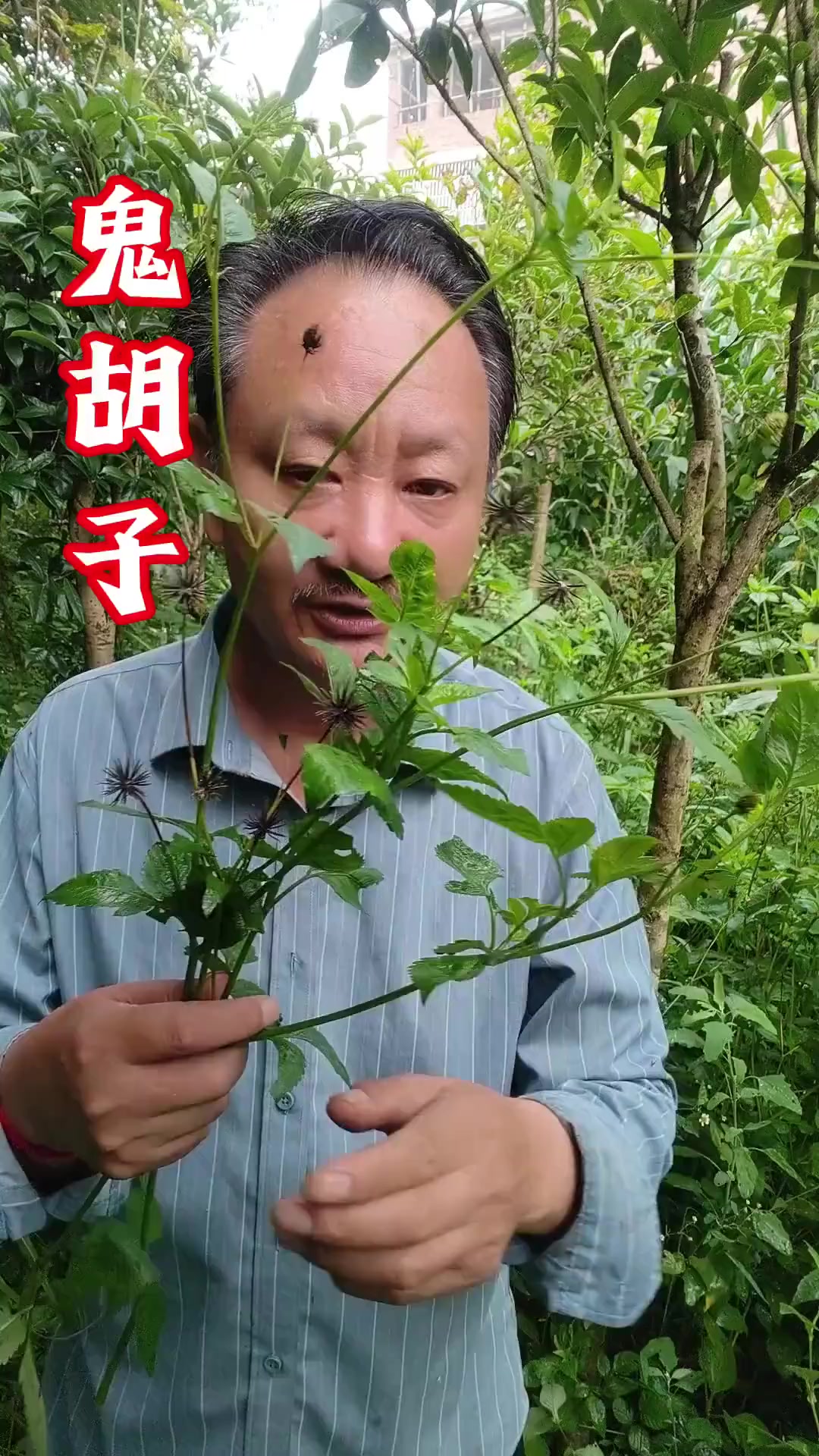 认识鬼贞草!霸占能力强,果实是繁殖武器!