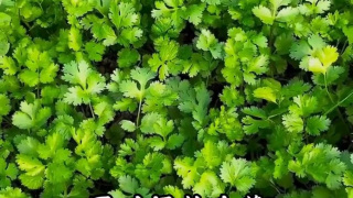 五十平小菜园种三十多种菜,有机种植规划实现高产出