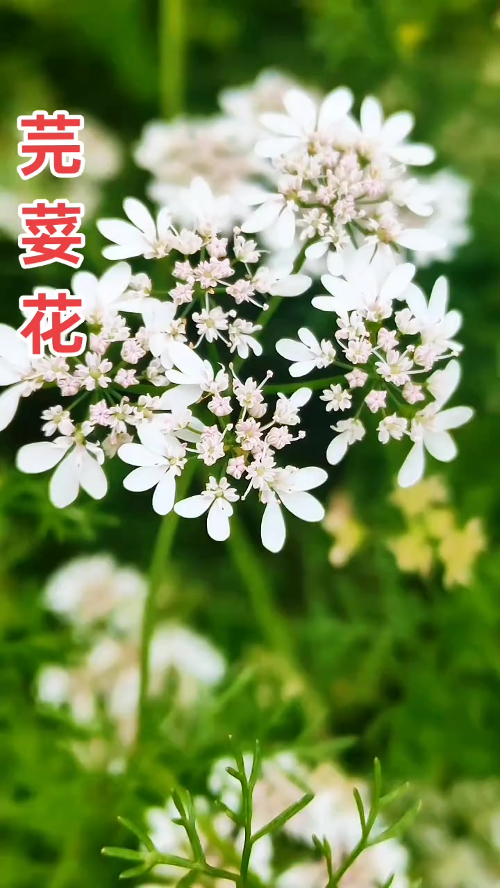 芫荽,别名胡荽、香菜、香荽。为伞形科植物芫荽的全草,芫荽属,一、二年生草本植物,是人们熟悉