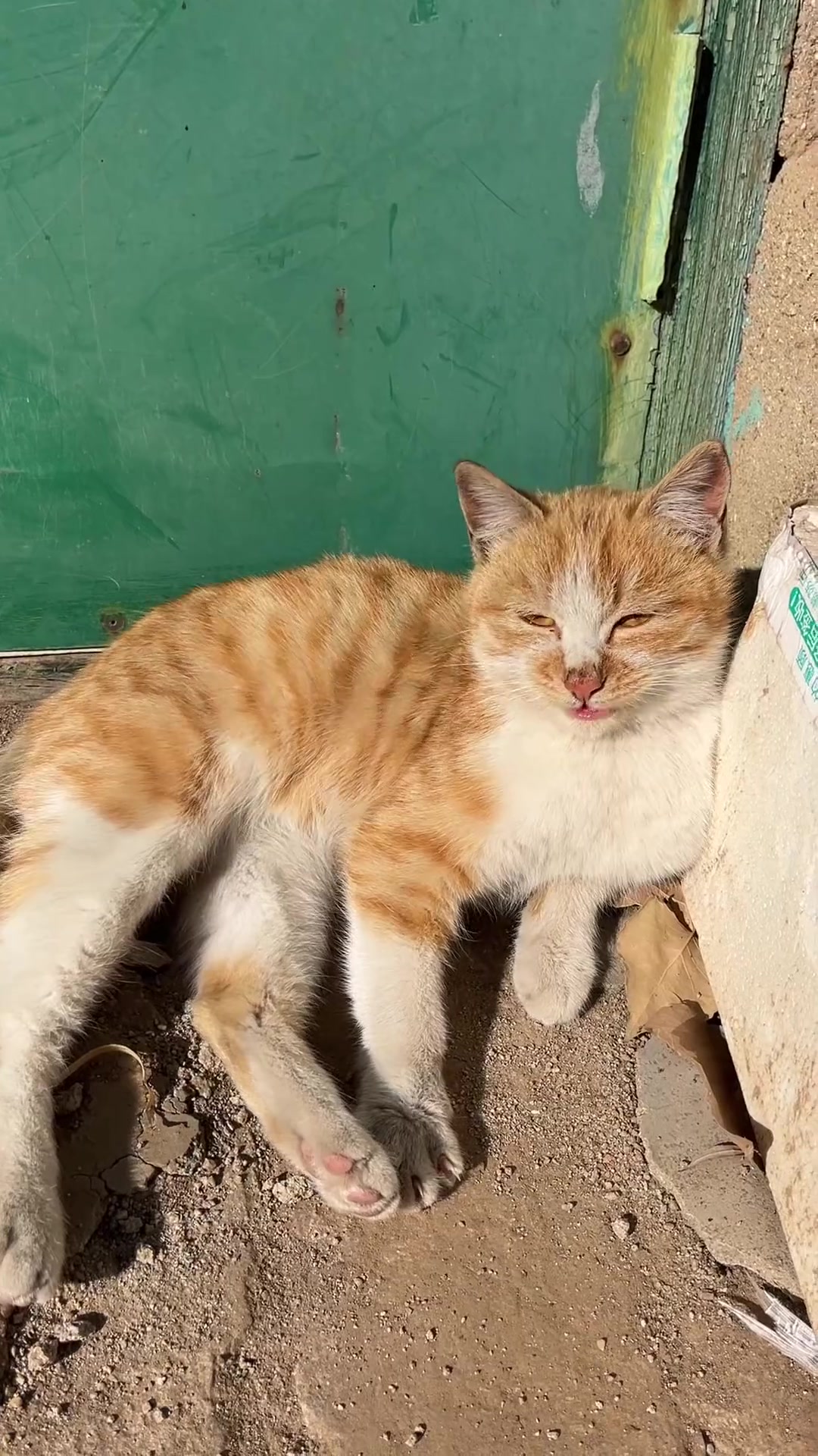 巨好吃的蒸肉糕做法老妈用一斤肉做了一大块肉糕,吃起来太香了