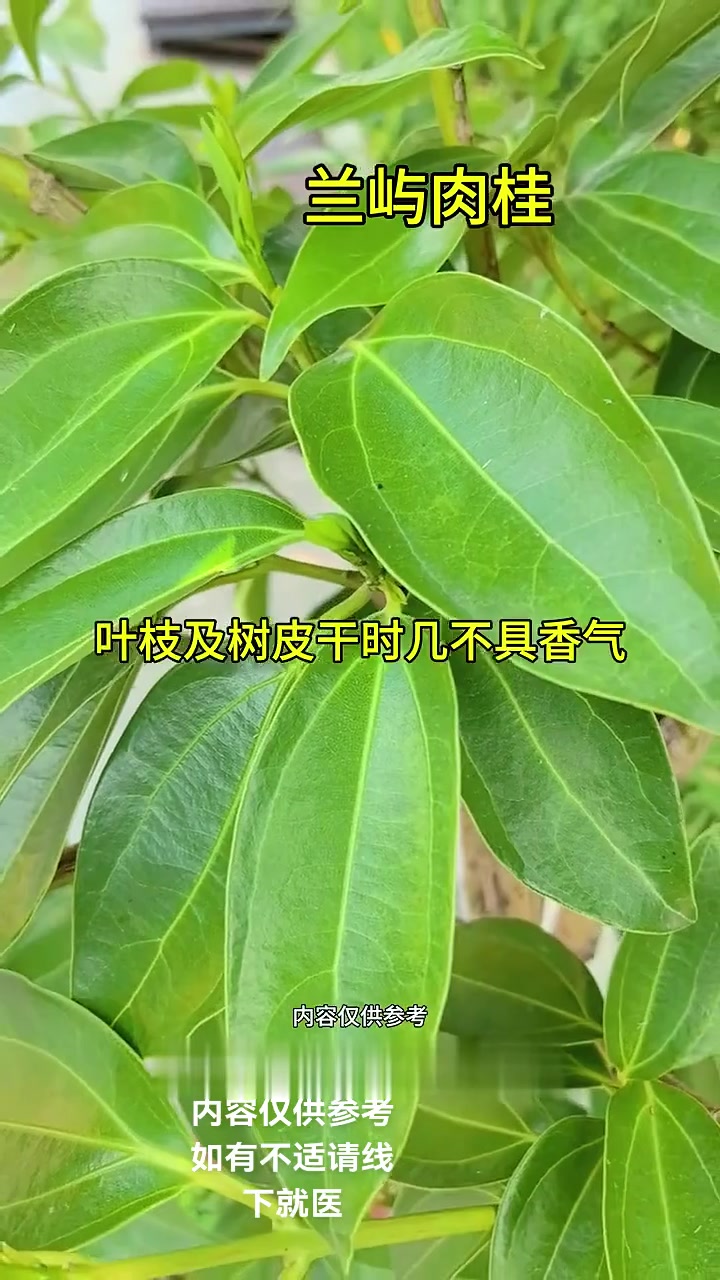 珍贵树种蓝羽幼龟,能入药能当盆景,你认识吗?