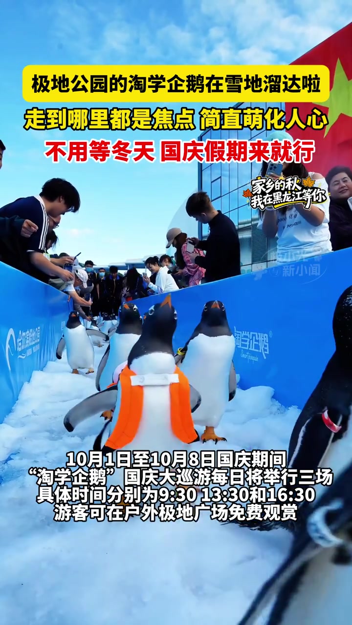 9月23日(发布时间)哈尔滨,极地公园的淘学企鹅在雪地溜达啦,走到哪里都是焦点,简直萌化人